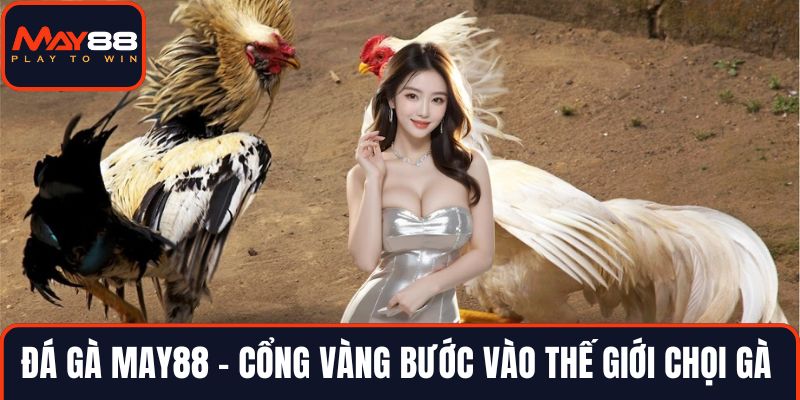 Đá gà MAY88